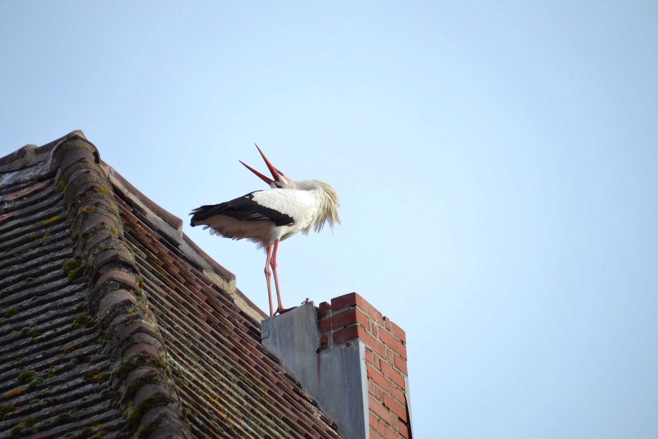 Une cigogne se tient sur un toit, avec un ciel dégagé en arrière-plan.