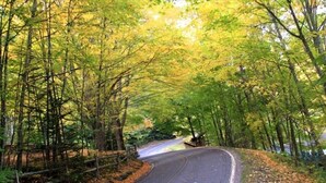 Une route sinueuse traverse une forêt où les arbres arborent leurs couleurs automnales.