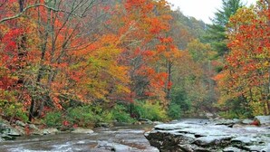 Une rivière qui traverse une forêt aux couleurs automnales.