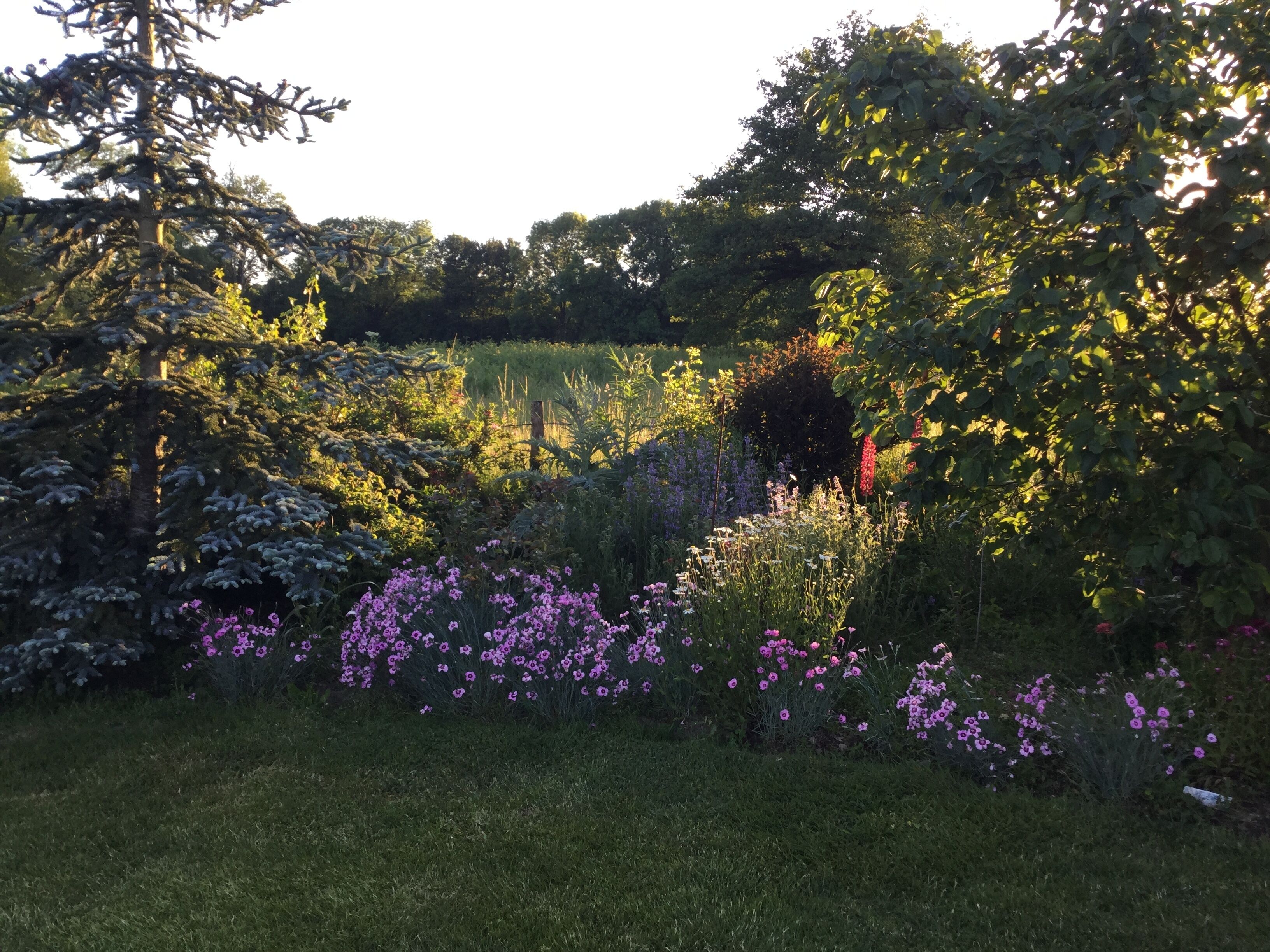 A garden with various plants and flowers, including purple flowers and green trees.