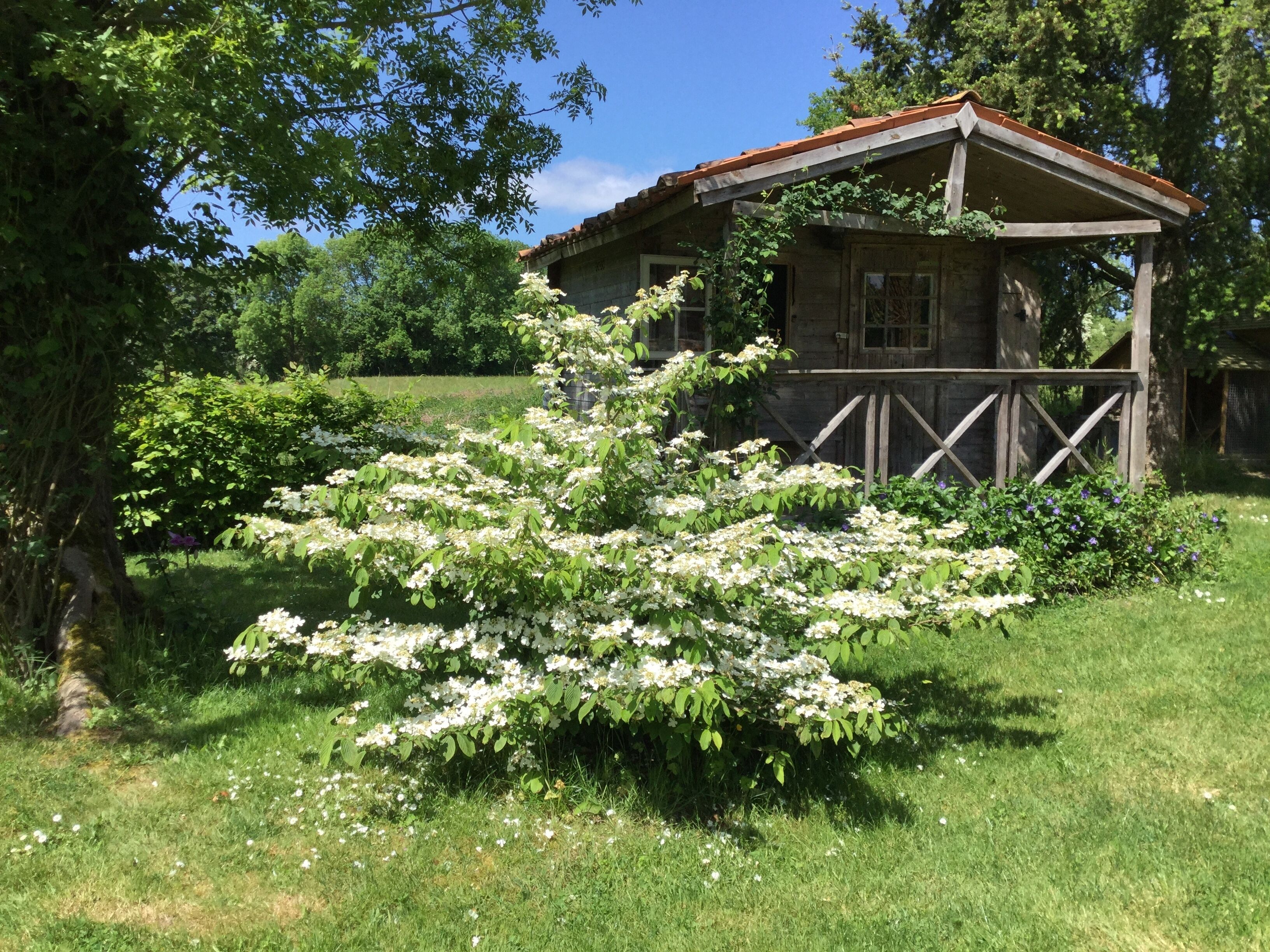 A rustic wooden cabin with a porch, surrounded by lush greenery and flowering bushes.