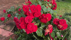A garden with red roses and a stone building with wooden shutters. - Le Piccole Scalette"Under the Tuscan Sun" (San Vincenzo a Torri)