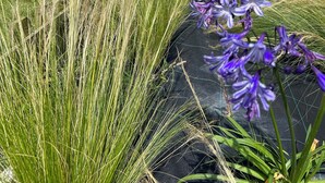 A garden with tall grasses and purple flowers, a black tarp, and a row of sun loungers under a tree. - Grand Duplex ****, Sea View, 5 bedrooms, linen provided, private garden  (Hautot-Sur-Mer)