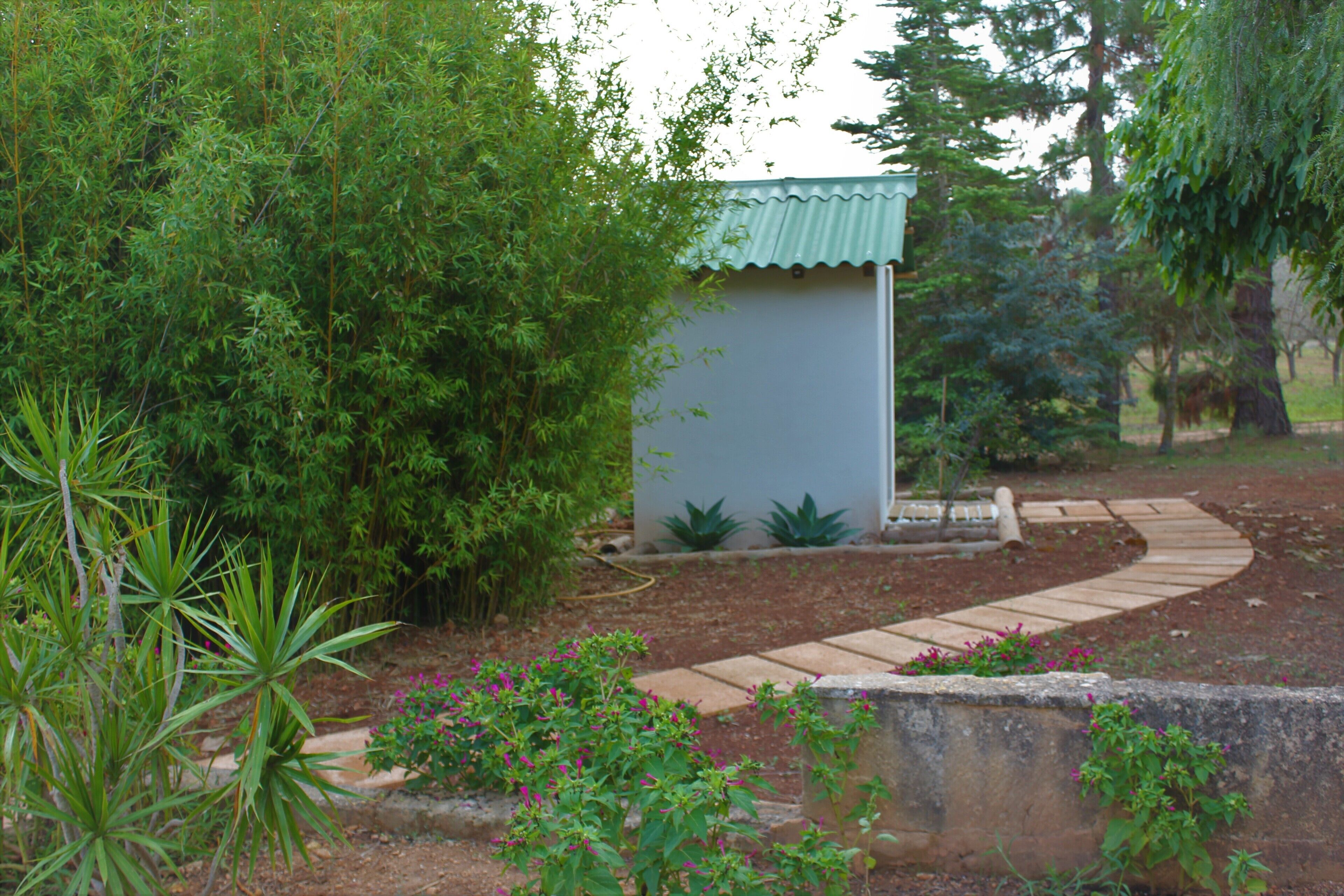 A garden with a small shed, a winding pathway, and various plants.