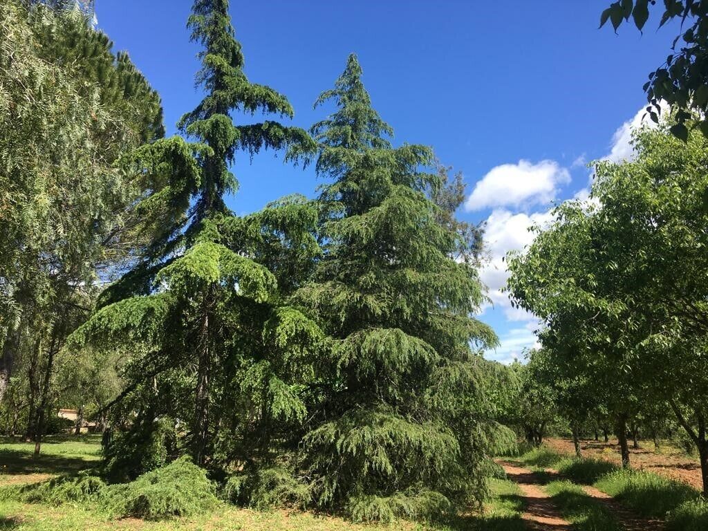 Un sendero bordeado de árboles verdes y un cielo azul despejado.