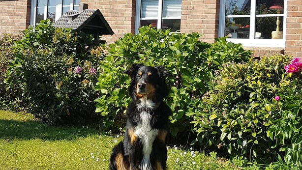 A house with a brick exterior, two windows with white frames, and a roof with grey tiles. - Vacation with a dog in North Frisia (Klanxbüll)