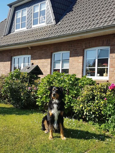 Urlaub mit Hund in Nordfriesland