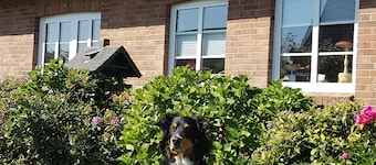Vakantie met een hond in Noord-Friesland