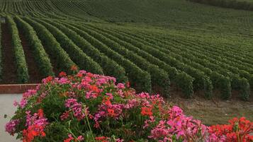 Viñedo con hileras de vides y un primer plano de flores rosadas y rojas vibrantes.