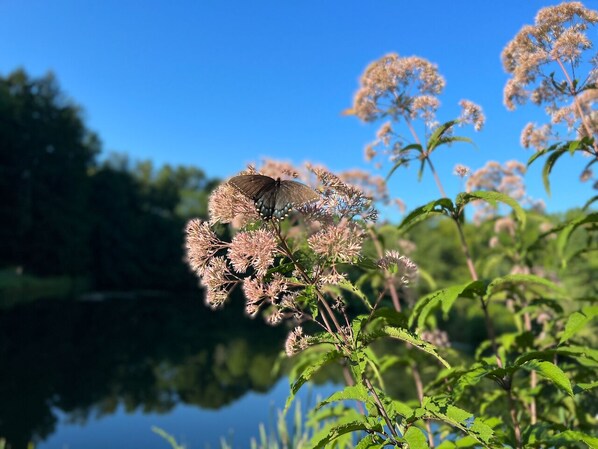 A butterfly on a plant with a clear blue sky and a body of water in the background.