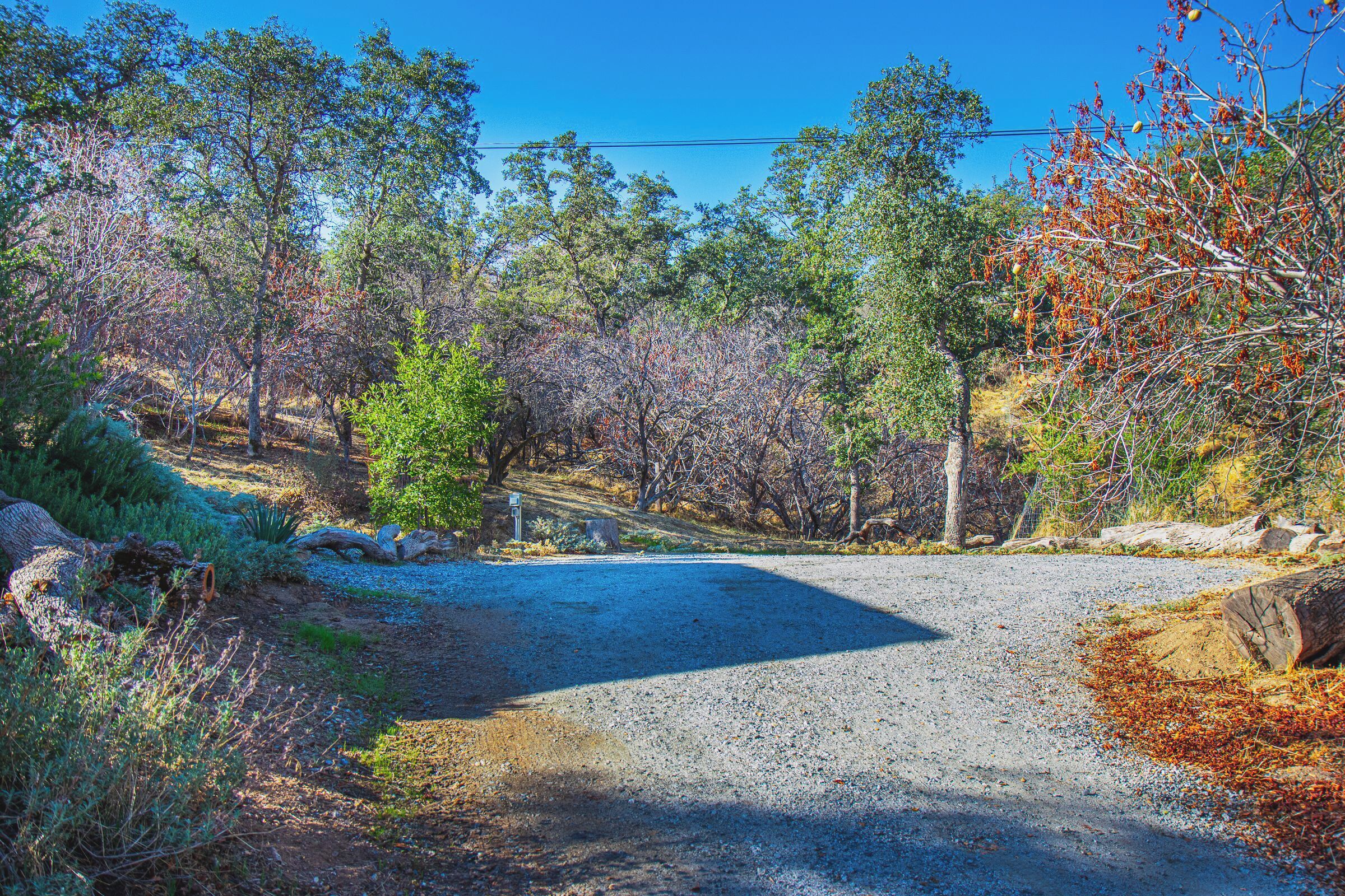 A gravel road leading through a forested area with trees and shrubs.