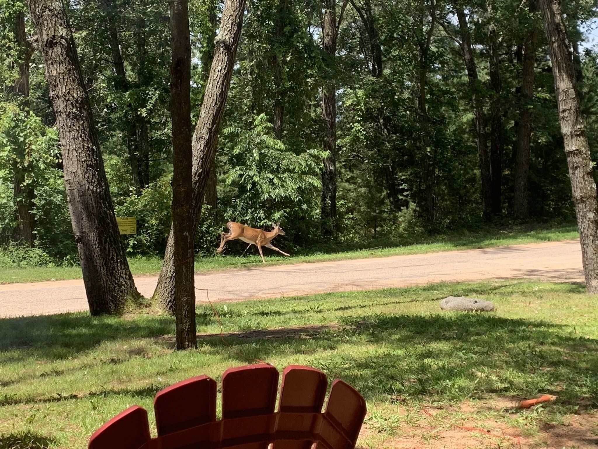 A forested area with a dirt road and a deer in the distance.
