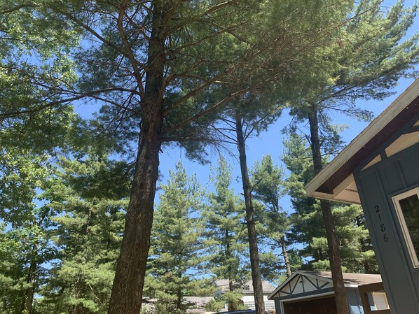 A residential area with tall pine trees and a house with a garage.