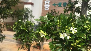 A garden area with a building in the background, a sign with Chinese characters, and a tree with green leaves. - White House (Jinning)