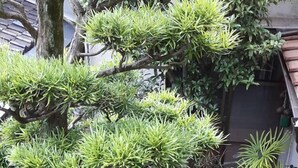 Un jardín japonés tradicional con un farol de piedra, plantas diversas y un pequeño estanque.