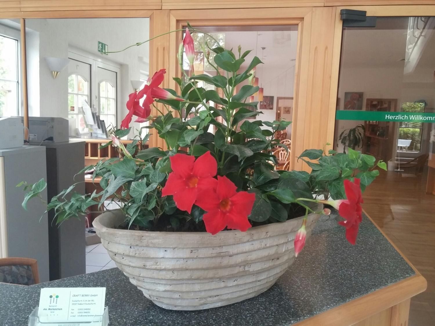 A potted plant with red flowers on a counter in a room with wooden flooring and a reception area in the background.