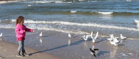 Escena de playa con una persona y gaviotas.
