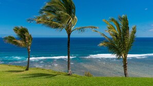 A coastal scene with palm trees and the ocean.