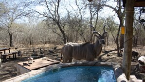A pool area with a wooden deck and benches, surrounded by trees and a rocky enclosure. - Sadadu (Nkomazi)