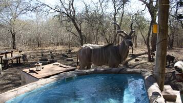 Kolam renang terbuka