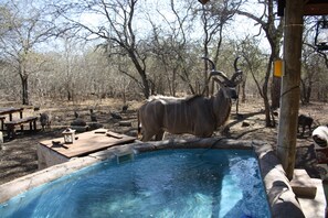 Outdoor pool - Sadadu (Nkomazi)