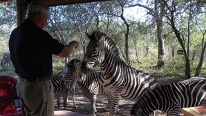 A man interacting with zebras in a zoo enclosure with trees in the background. - Sadadu (Nkomazi)