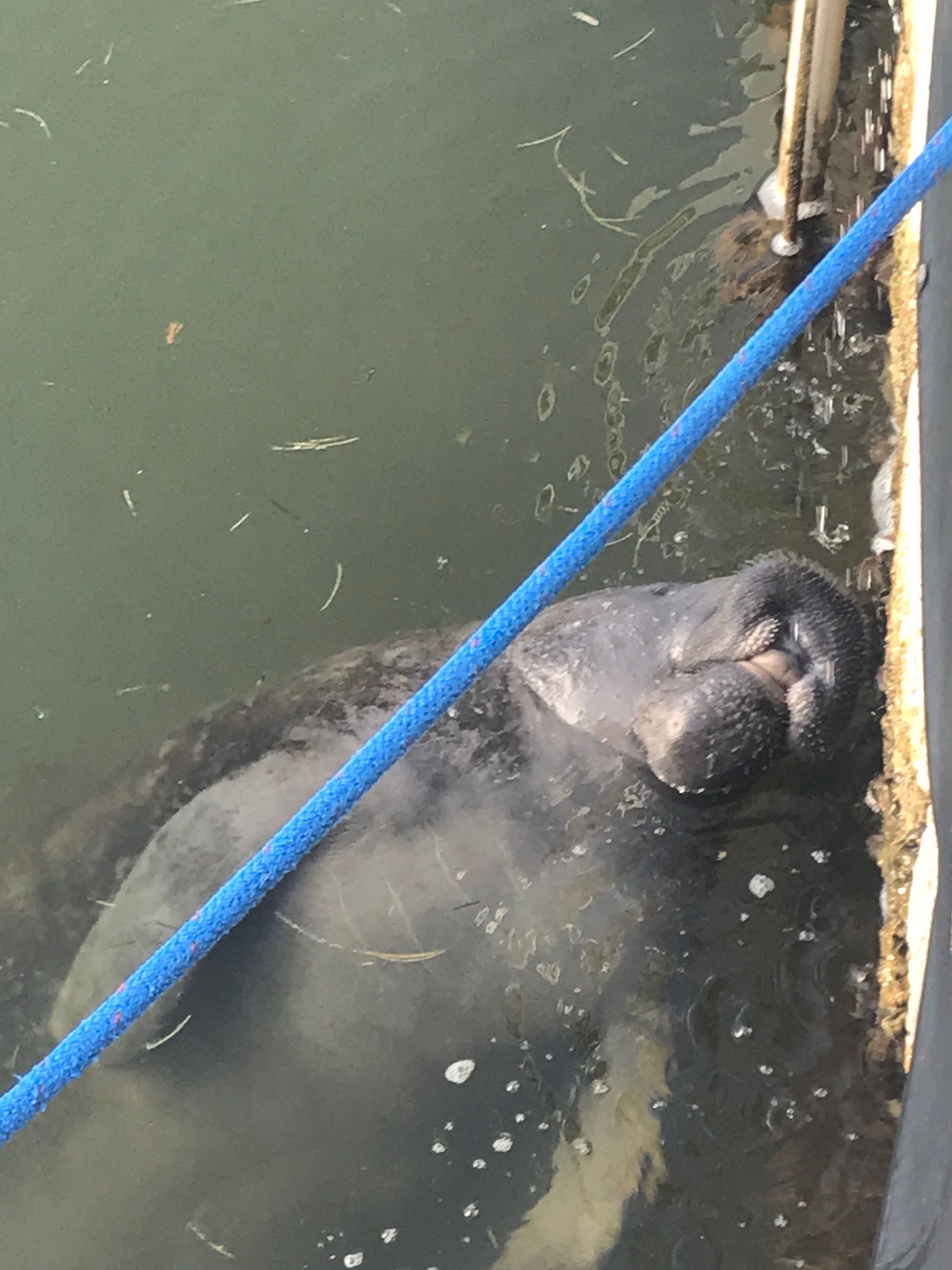 Un animal grande, posiblemente una ballena, parcialmente sumergido en agua con una cuerda azul cerca.