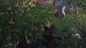 Un jardin où l’on trouve différentes plantes et fleurs, notamment des fleurs jaunes et des fleurs violettes.