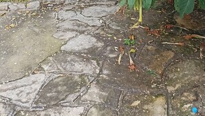 Un chemin de pierres traverse un jardin où poussent différentes espèces de plantes, et une clôture en métal se trouve sur la gauche.