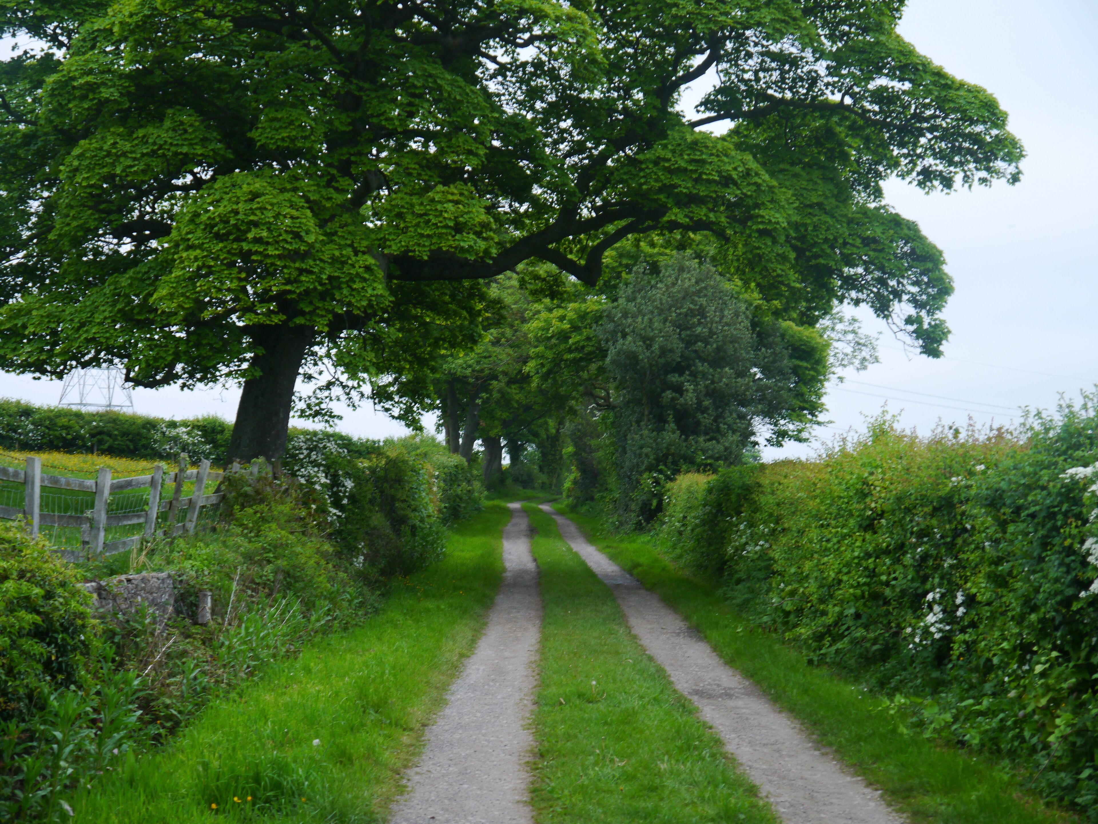 Un sendero rural bordeado por abundante vegetación y árboles grandes.