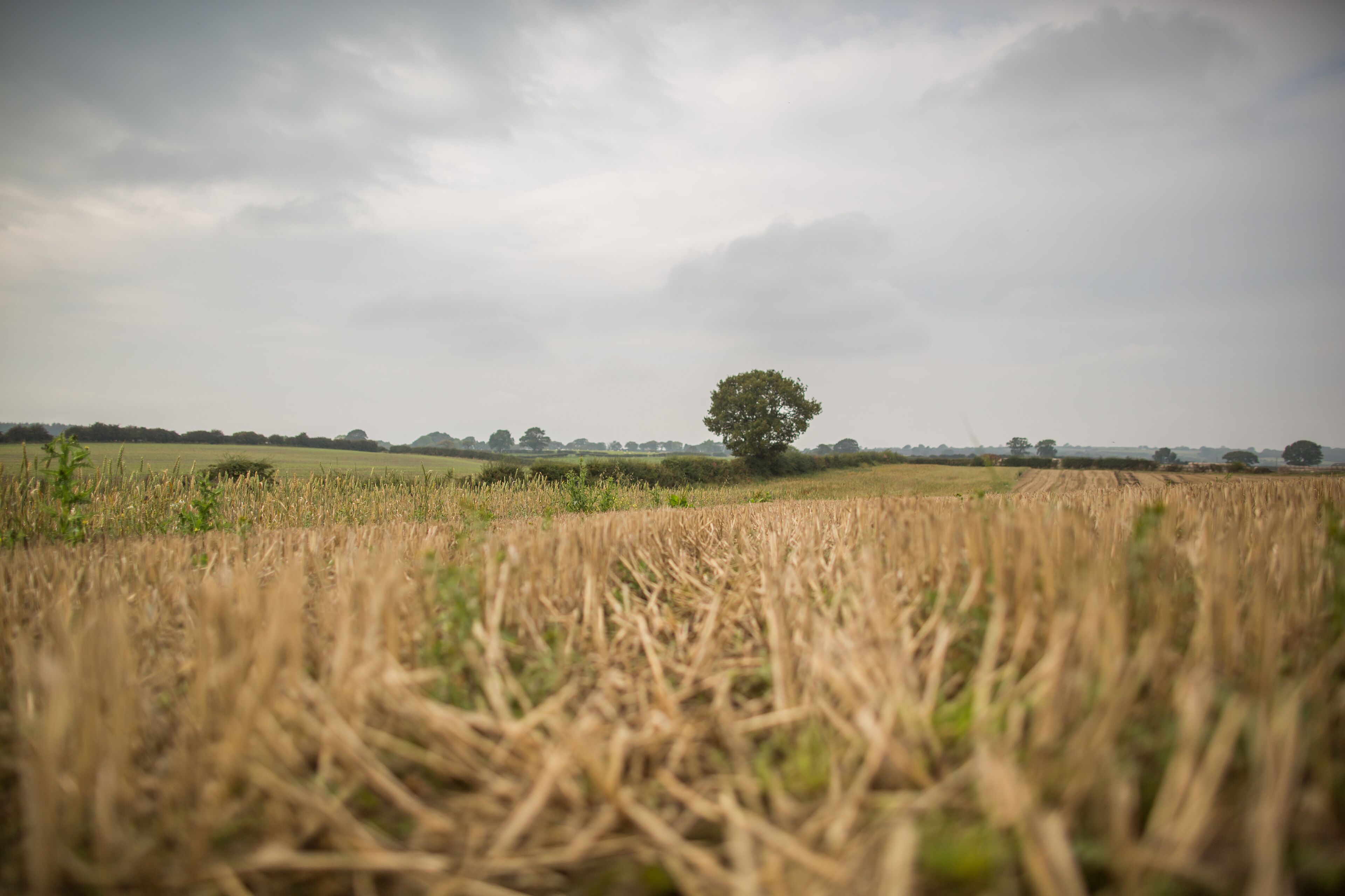 A field with a single tree in the distance under a cloudy sky.