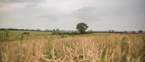 A field with a single tree in the distance under a cloudy sky.