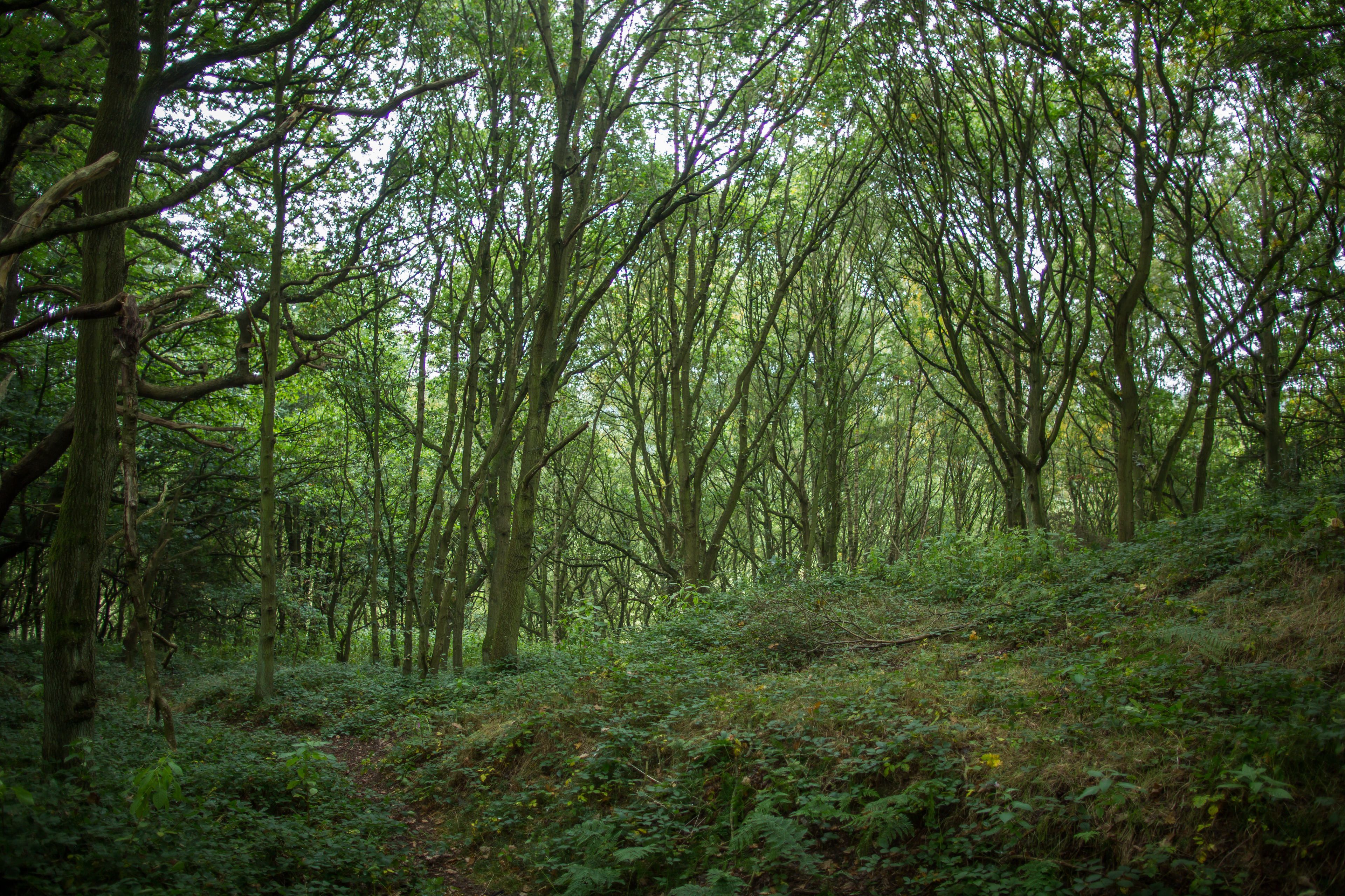A dense forest with tall trees and underbrush.