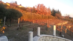 Viñedo