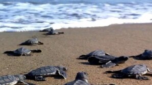 Una playa con varias tortugas marinas en la arena.