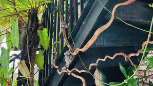 A staircase with a black railing, surrounded by lush green ferns and vines. - The Sargon (Ho Chi Minh City)