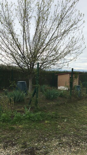 Un árbol de ramas delgadas y pocas hojas, rodeado por una cerca de alambre.