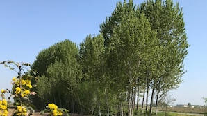 A rural landscape with a field, a gravel path, and a line of trees in the background. - B&B Cascina Garaita (Genola)