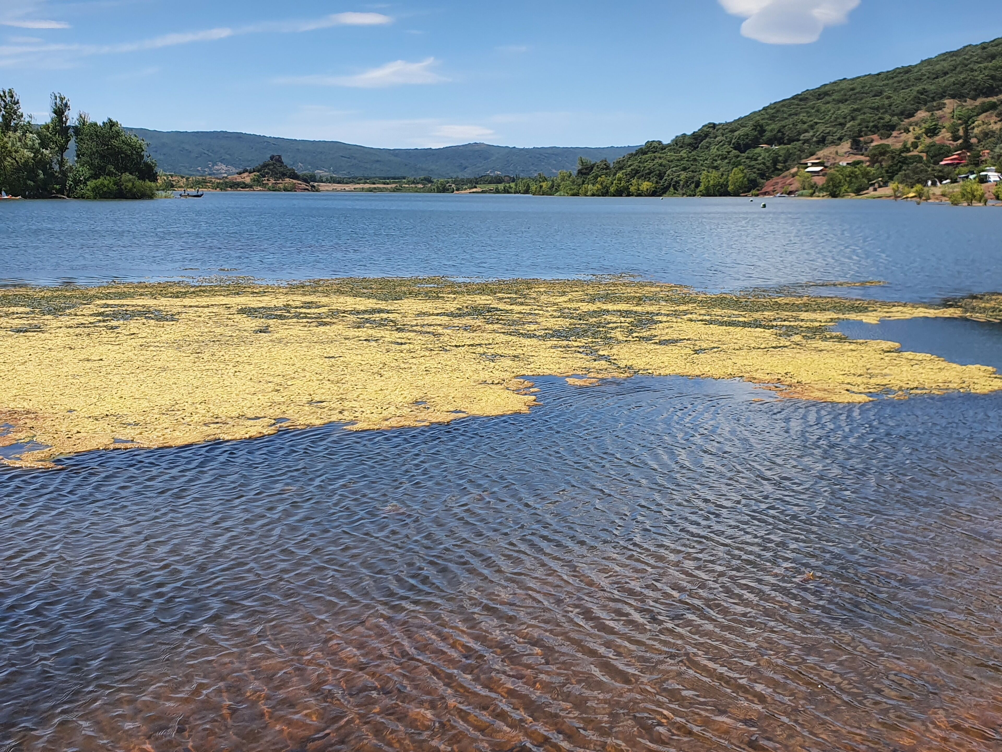 A lake with clear water and a sandy area with yellow algae.