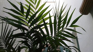A potted plant with long, green leaves in a room with a white wall and a window. - Habitacions Sant Pere Claver (Tarrega)