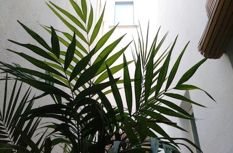 Terrace/patio. Habitacions Sant Pere Claver