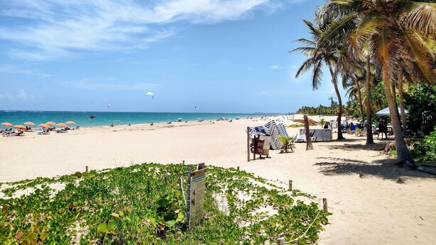 Ein Strand mit Palmen, sandigem Ufer und blauem Himmel.