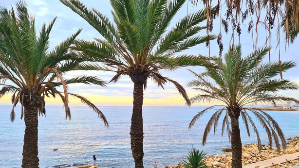 Un paysage côtier avec des palmiers, une plage rocheuse et une mer calme.