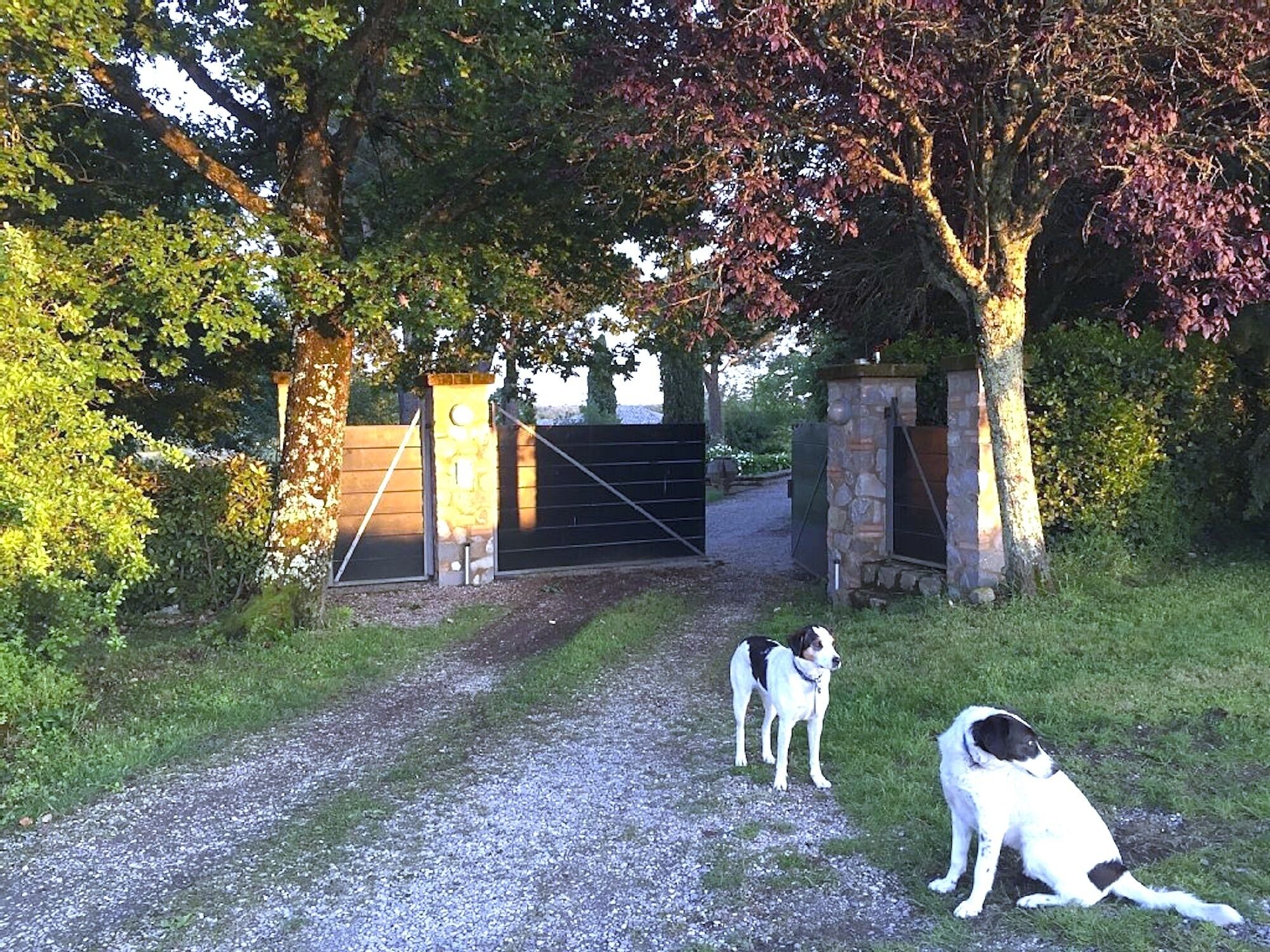 A gravel path leading to a gated entrance with a stone wall and a tree on one side.