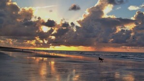 Ein Strandbild mit einem Hund, der am Ufer entlangläuft, Vögeln im Himmel und einem Sonnenuntergang mit Wolken.