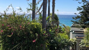 Vista de una zona costera con altas palmeras y follaje denso.