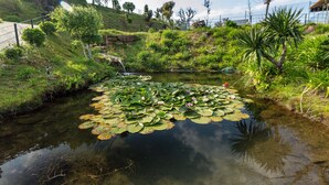 Un estanque cubierto de lirios acuáticos y nenúfares, rodeado de abundante vegetación y árboles.