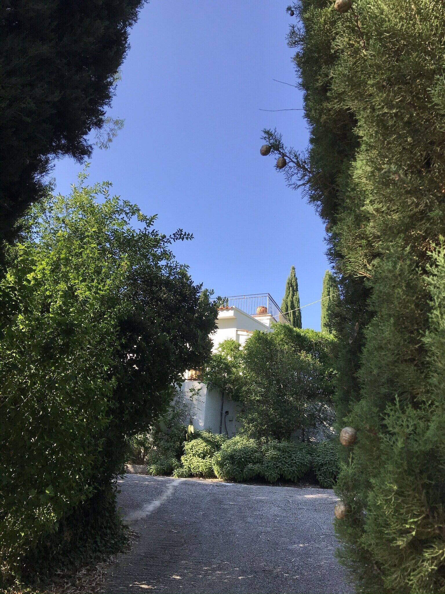 A pathway leading to a building surrounded by dense greenery.