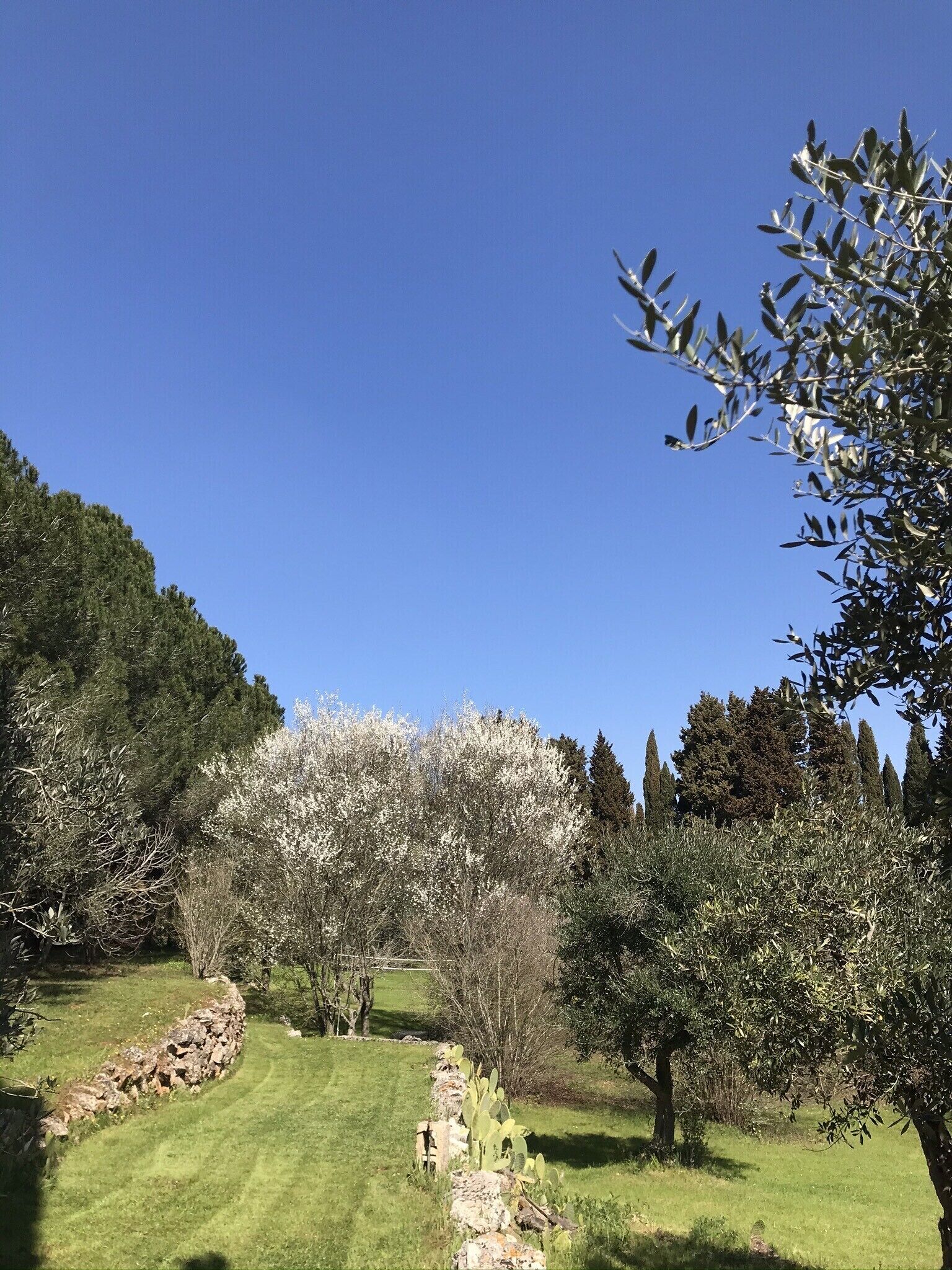 Ein angelegter Garten mit einer Steinmauer, verschiedenen Bäumen und blauem Himmel.