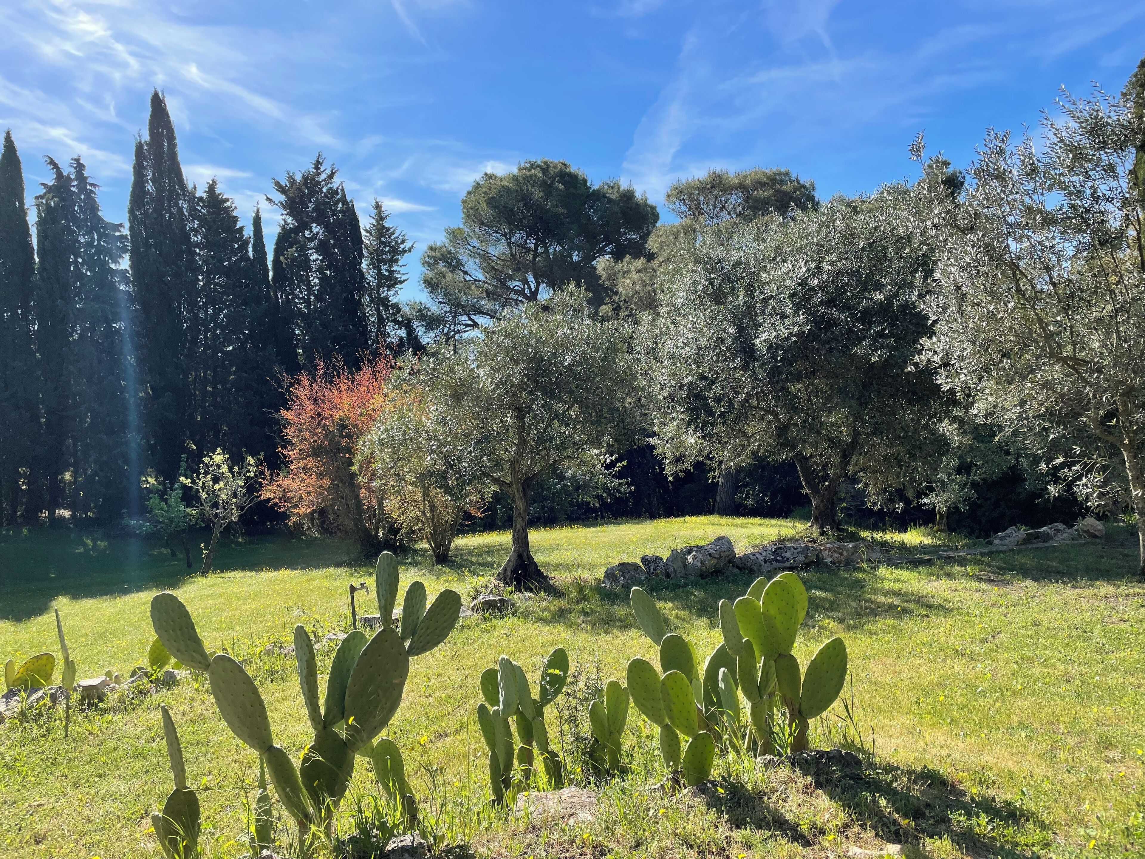 Un jardin où l’on trouve différentes espèces d’arbres, notamment des conifères et des arbres à larges feuilles, ainsi qu’une zone herbeuse plantée de cactus.